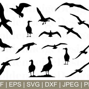 Albatross Bird Svg, Albatross Bird Vector, Albatross Silhouette, Albatross Dxf, Jpeg, Png