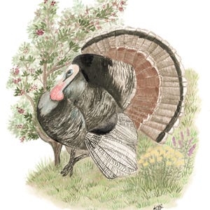 Autumn Wild Turkey, Thanksgiving Art Decor, Fall Art Decor