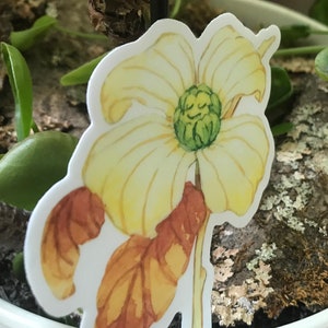 Hartriegel Blossom 3" Aufkleber