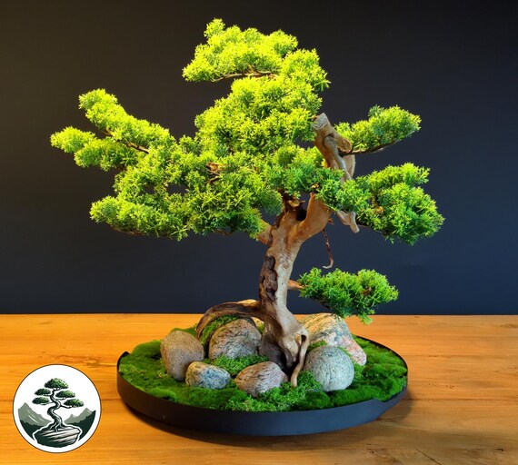 chinesische feige bonsai giftig Chinesische Feige Ficus microcarpa Ginseng Zimmerpflanze Ø9cm