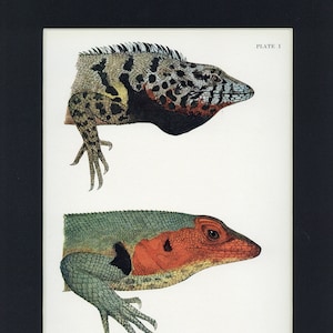 Galapagos Land Lizard Vintage 1925 Print from Galapagos World&#39;s End Book, Illustrator Isabel Cooper