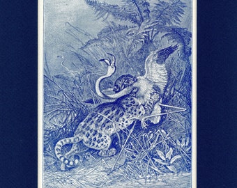 1902 Ocelot & Flaminingo Natural History Antique Illustration