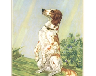A Begging Setter 1931 Vintage Print from The Dog Book, Illustrated by Diana Thorne