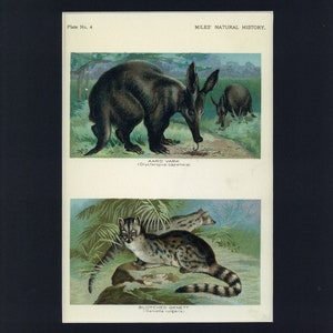 Può includere: Due illustrazioni dalla Storia Naturale di Miles. L'immagine in alto mostra un oritteropo, un mammifère notturno con un muso lungo e grandi orecchie. L'immagine in basso mostra una genetta, un piccolo mammifère simile a un gatto macchiato.
