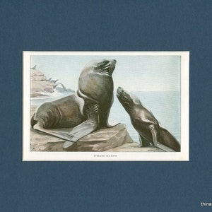 1918 Steller Sea Lion Natural History Vintage Print