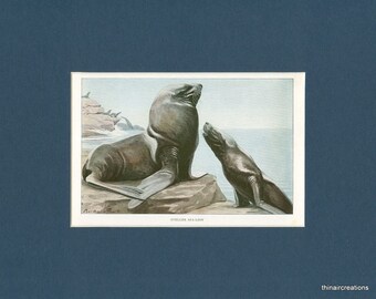 1918 Steller Sea Lion Natural History Vintage Print