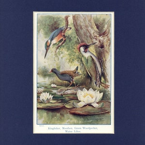 Vintage 1930's Animals of Countryside - Kingfisher, Water Lilies, Woodpecker Print by A. Scott Rankin