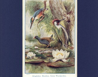 Vintage 1930's Animals of Countryside - Kingfisher, Water Lilies, Woodpecker Print by A. Scott Rankin