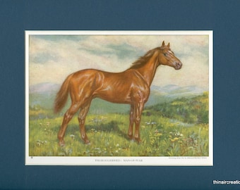 1923 Vintage Racing Thouroughbred Horse - Man of War Print