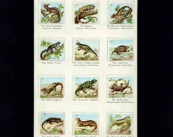 Antique 1900 Natural History Scaly Lizards Chirldren's Sticker Album Print