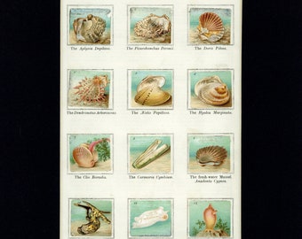 1900 Natural History Childrens Scrap Album - Mullusca Antique Print