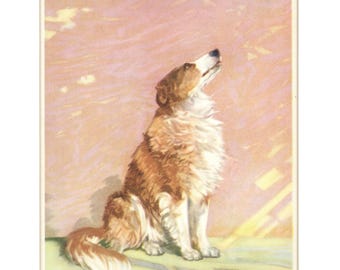 A Friendly Collie 1931 Vintage Print from The Dog Book, Illustrated by Diana Thorne