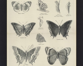 1884 Antique Butterflies & Lifecycle Illustrated Book Print