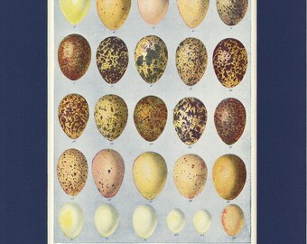 Vintage 1932 Book Illustration Eggs of Birds