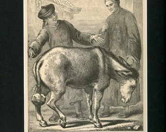 1899 Preventing a Donkey from Braying Antinque Print