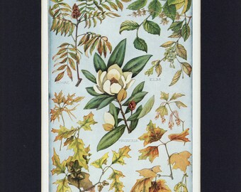 Vintage 1926 Botanical Foliage and Fruit of Common Trees Illustration