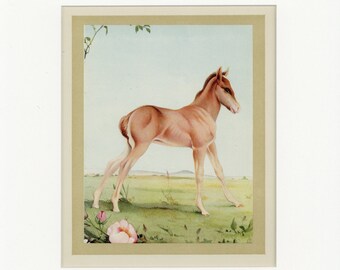 Beautiful Domestic Farm Animals Antique 1921 Jerry the Foal Horse Print