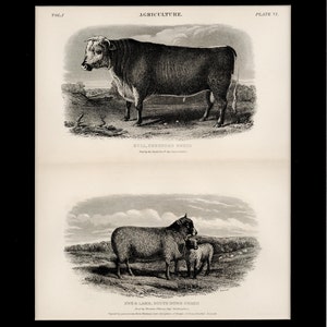 1884 Antique Agriculture Farm Print Hereford Bull and Ewe and Lamb