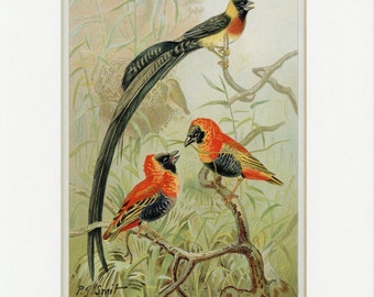 Impression ancienne d'oiseau d'histoire naturelle des oiseaux tisserands de 1902