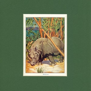 Rhinocero Antique Wild Animal Print circa 1900's image 1