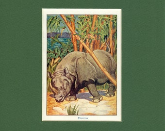 Rhinocero Antique Wild Animal Print circa 1900's