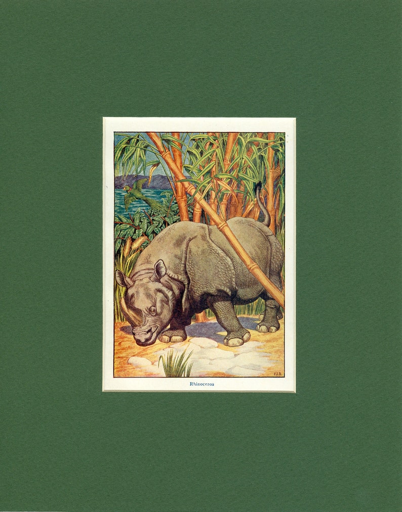 Rhinocero Antique Wild Animal Print circa 1900's image 1