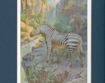 1923 Mountain Zebra Wild Animal Vintage Print