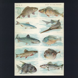 May include: An illustrated vintage educational chart featuring various types of fish, including carp, yellow perch, sardine, salmon, sawfish, sunfish, blowfish, brook trout, moonfish, and striped bass. The chart is titled "Miles' Natural History" and includes the plate number "20".