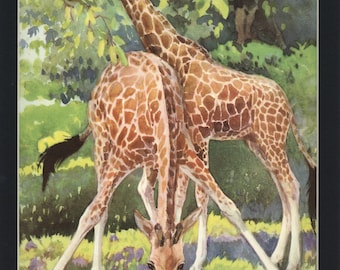 Beautiful 1933 Vintage Africian Giraffes Wild Animal Print