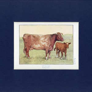 Pode incluir: Uma ilustração em aquarela de uma vaca marrom e branca e um bezerro marrom em pé em um campo. A vaca está olhando para a direita e o bezerro está olhando para a esquerda. O texto "COW AND CALF" está impresso abaixo da imagem.