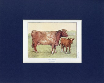 Farm Animal Antique Print of a Cow and Calf - circa 1908