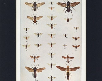 Impression antique d'insecte volant d'entomologie de tenthrèdes et de queues de corne de 1903