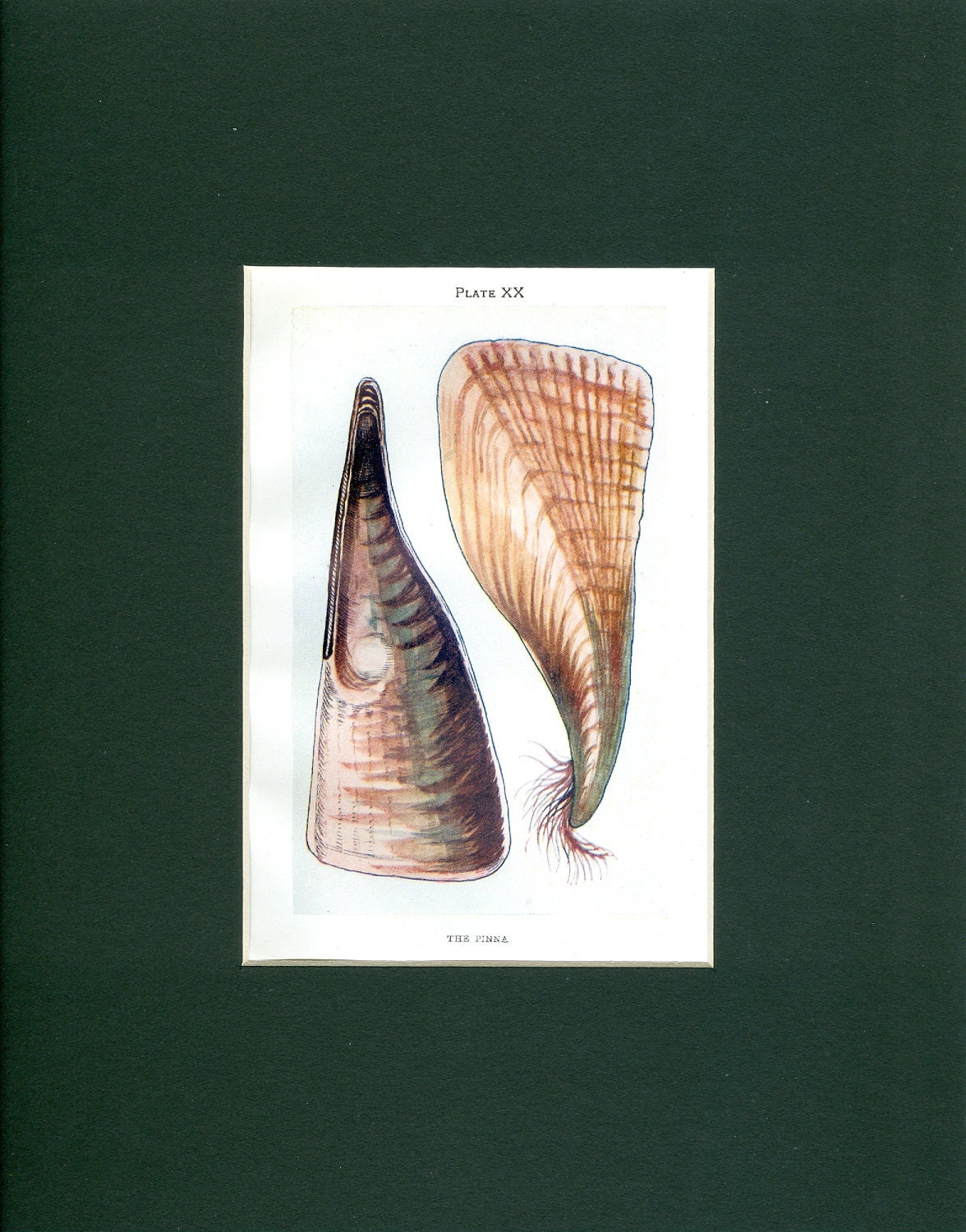 The Pinna Sea Shell - Circa 1910 Antique Marine Natural