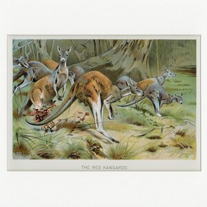 1902 Impression Antique d'Animal Sauvage d'Histoire Naturelle de Kangourou Rouge image 1
