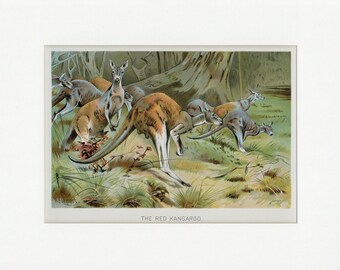 1902 Red Kangaroo Natural History Wild Animal Antique Print