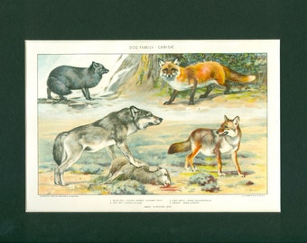 Vintage 1918 Natural History Print of The Wild Dog Family