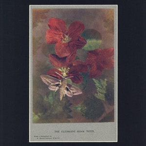 Elephant Hawk Moth Antique illustrierter Druck aus British The Book of the Open Air um 1900, herausgegeben von Philippe Edward Thomas