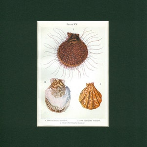Natural History Colorful Sea Shells - Circa 1910 Antique Natural History Colorful Sea Shells - Circa 1910 Antique