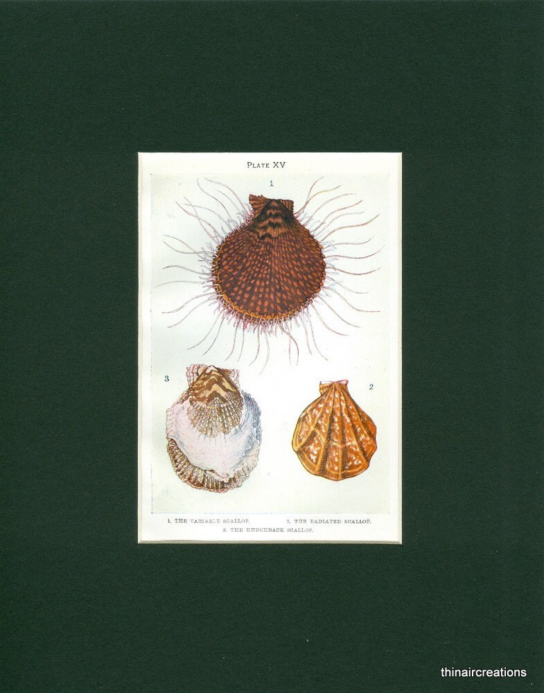 Vintage scientific illustration Set of 2 seashell natural