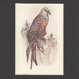 Vintage 1937 Red Kite Natural History Print by Edward Wilson