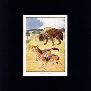 May include: A vintage illustration featuring a hyena and two jackals in a natural setting. The hyena is brown with dark spots, while the jackals have brown and black markings. The text "Hyena and Jackal" is at the bottom.
