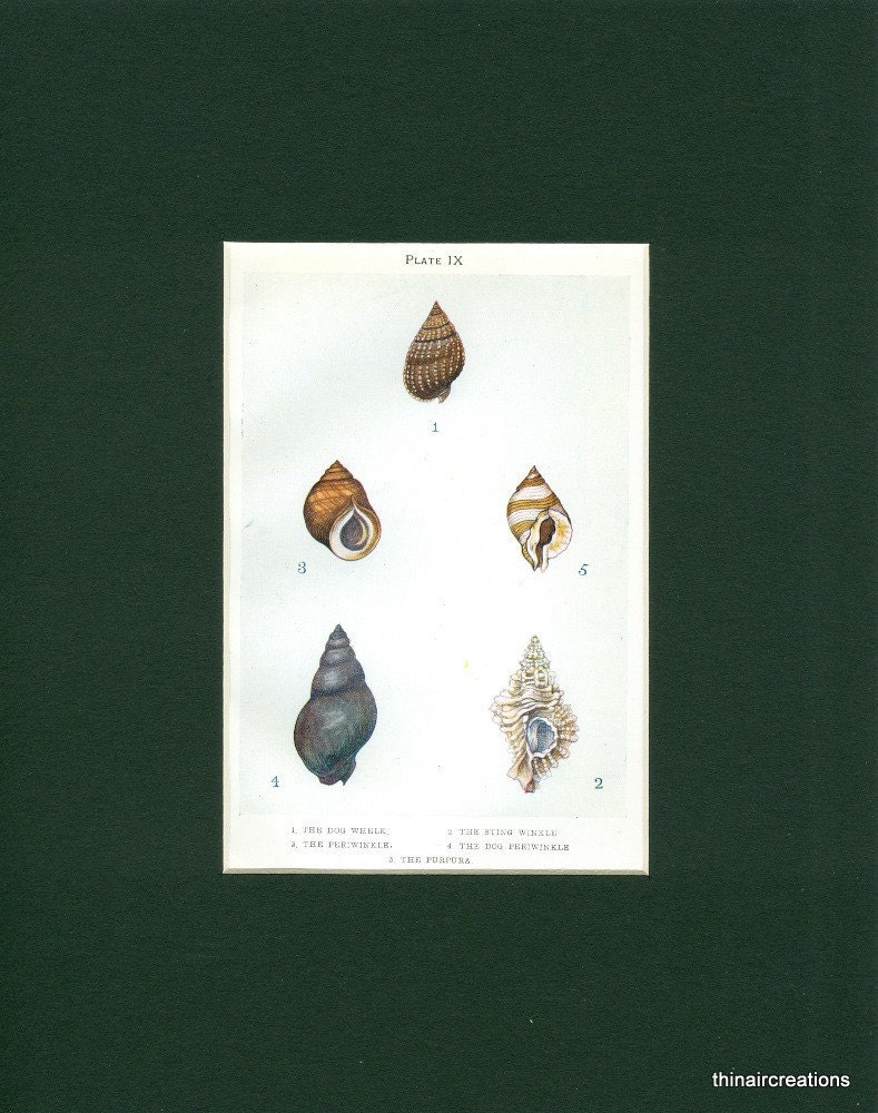 Natural History Colorful Sea Shells - Circa 1910 Antique