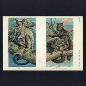 Impresión antigua del libro de historia natural Galago y Aye-Aye de 1907