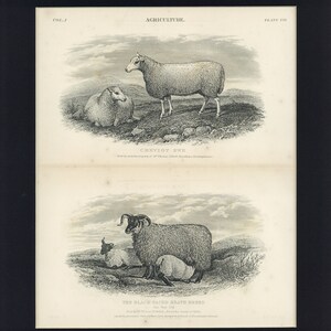 1884 Antique Agriculture Farm Print Cheviot and Heath Breed Ewe and Lamb