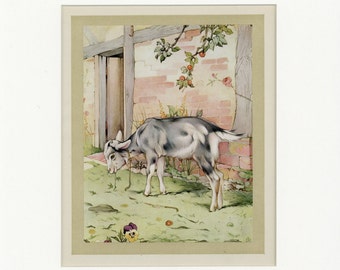 Beautiful Domestic Farm Animals Antique 1921 The Independent Goat Print