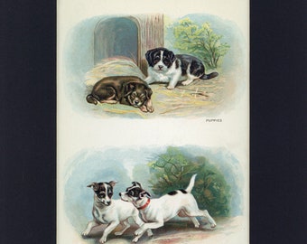 Puppies and Fox Terriers 1907 Natural History Anitque Book Dog Print