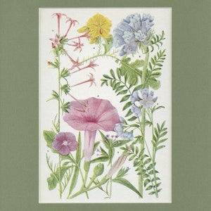 Botanical Flower Print of Potato, Morning Glory, and Phlox Family by Edith Schwartz Clements, from Vintage 1926 Book