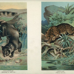 Cacomixle and Jaguar 1907 Anitque Natural History Book Print image 2