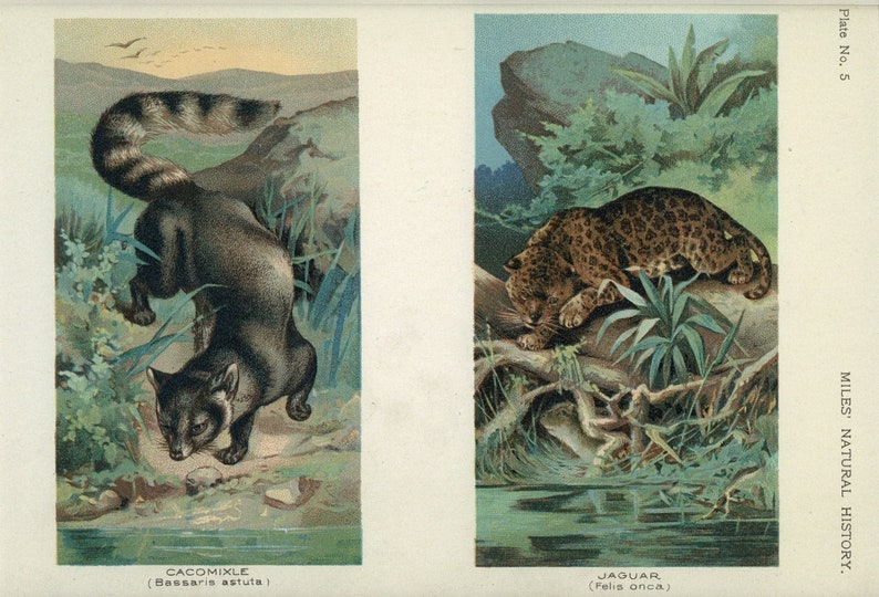 Cacomixle and Jaguar 1907 Anitque Natural History Book Print image 2