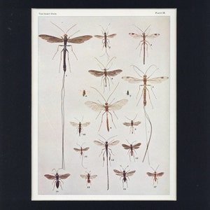 1903 Antique Ichneumon Flies and Chalcis Flies Entomology Insect Print
